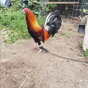 Meet your Posher, Alfredo